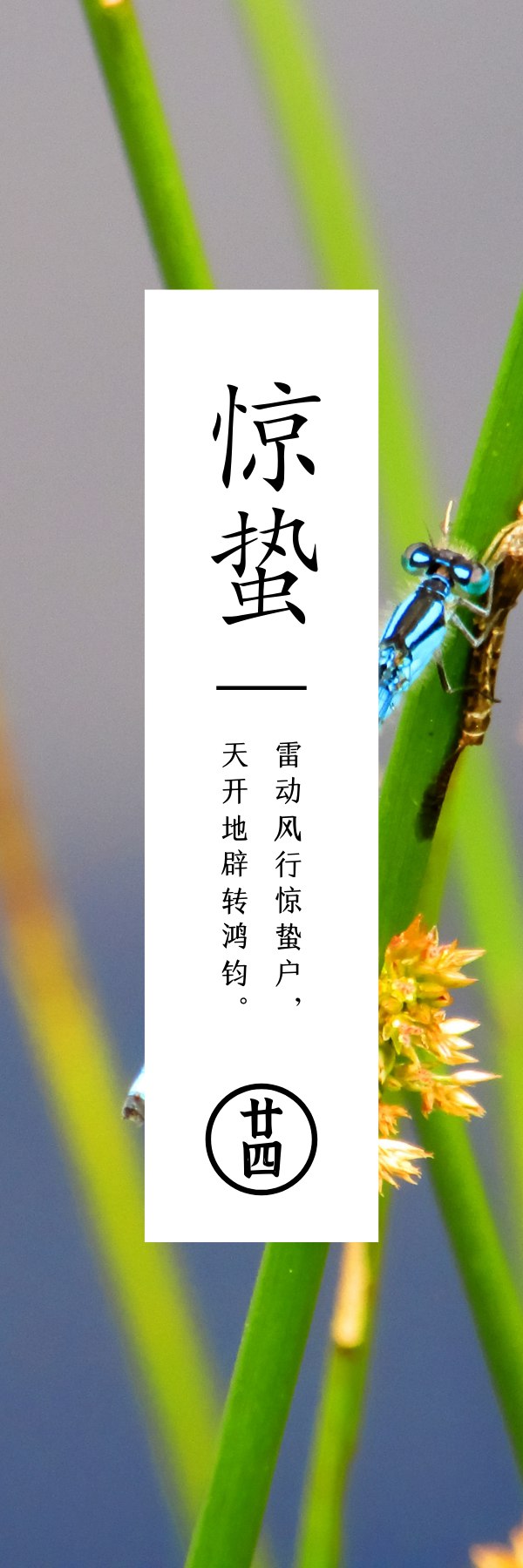 惊蛰  草木萌动地气通