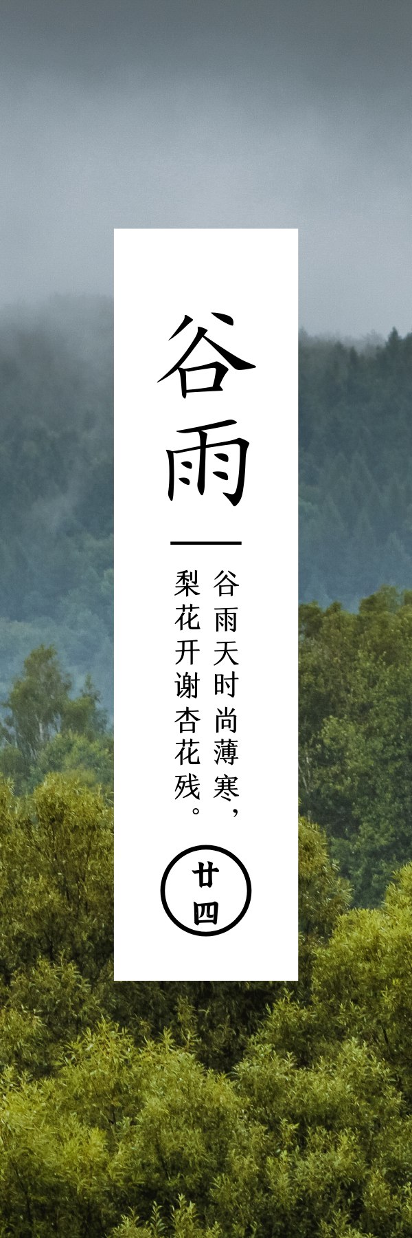 谷雨  雨生百谷雨前茶