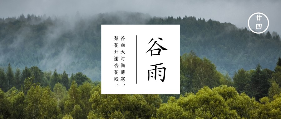 谷雨  雨生百谷雨前茶