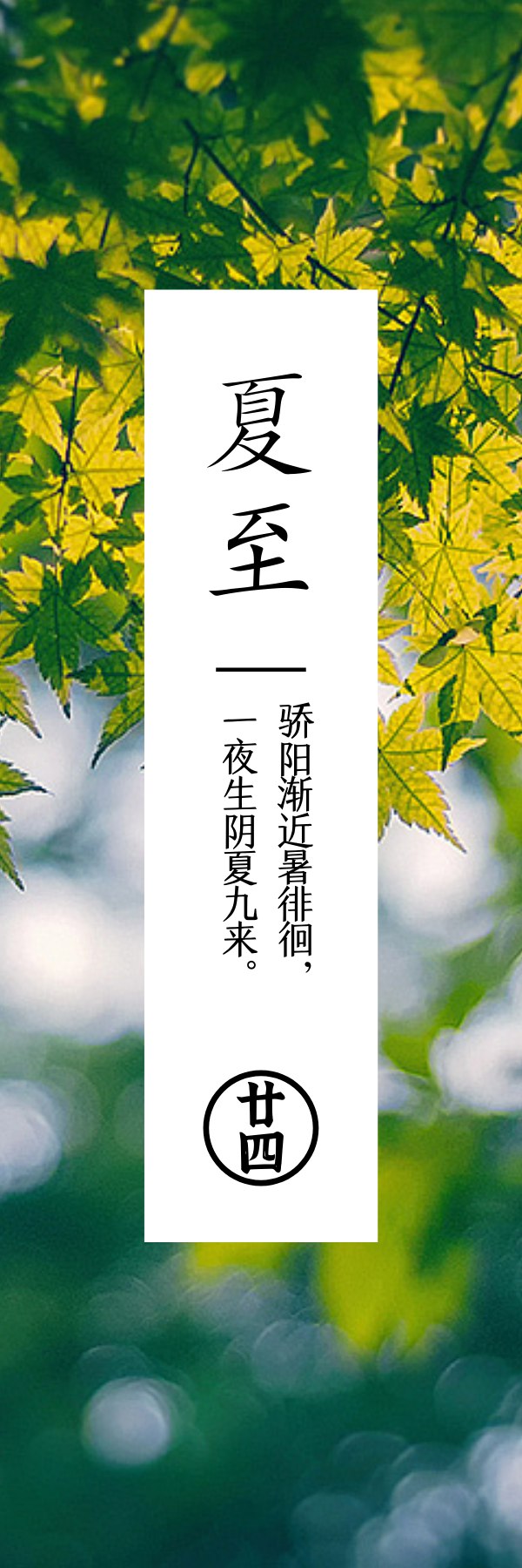 夏至  时夏方长荷散芳