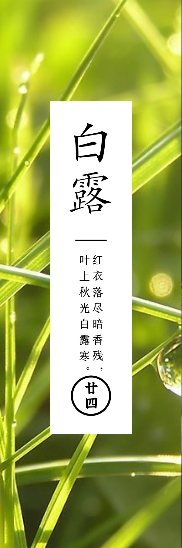 白露  已凉天气未寒时